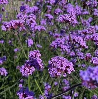 Verbena patagoninė 'Vanity'