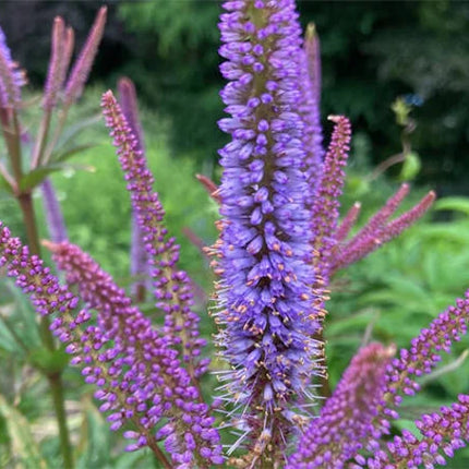 Veronikūnas virgininis 'Red Arrows'