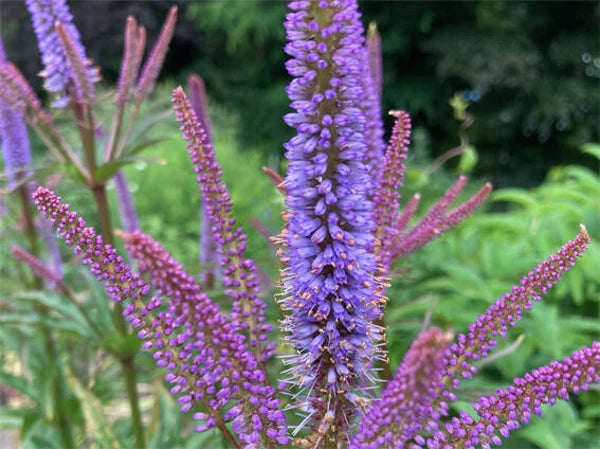 Veronikūnas virgininis 'Red Arrows'