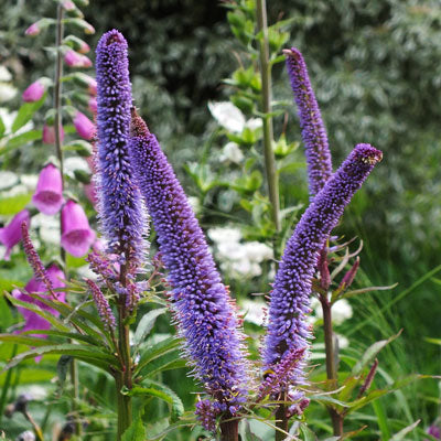 Veronikūnas virgininis 'Red Arrows'