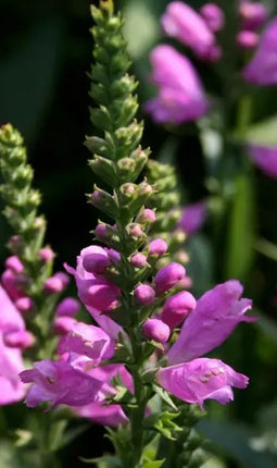Pūstatauris virgininis 'Vivid'