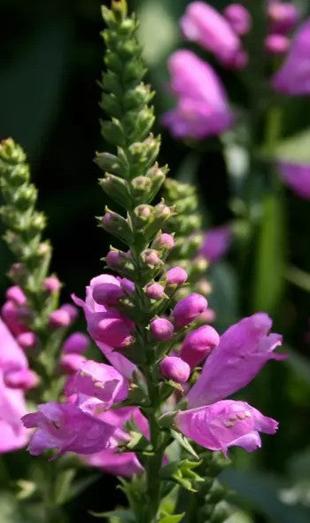 Pūstatauris virgininis 'Vivid'