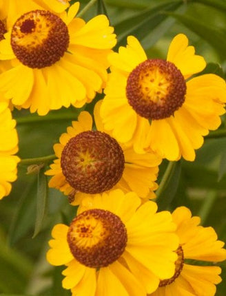 Saulainė 'Wesergold'