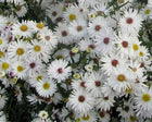 Astras virgininis 'White Ladies'
