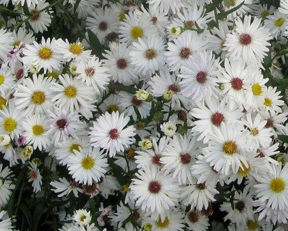 Astras virgininis 'White Ladies'
